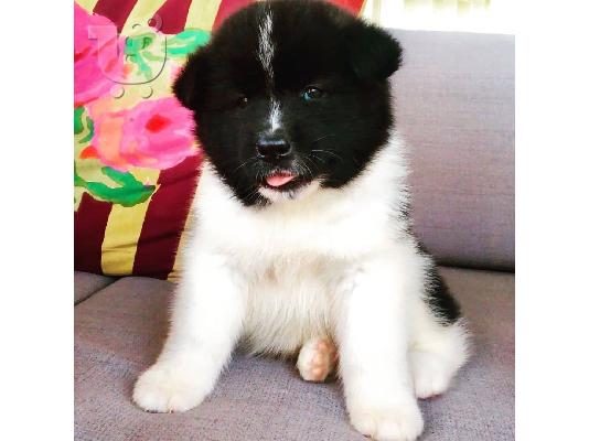 Lovely Akita αρσενικό και θηλυκό για υιοθεσία.